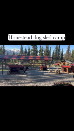 Van rondvluchten en gletsjerwandelingen tot wildwaterraften, Alaska biedt eindeloze mogelijkheden voor avontuur. Verken de met sneeuw bedekte bergen in <a href="/nl/d/denali-nationaal-park">Denali National Park</a>, kijk hoe het <a href="/nl/f/noorderlicht"> grillige noorderlicht</a> boven <a href="/nl/d/fairbanks">Fairbanks danst</a>, of bezoek Point Woronzof om ongelooflijke<a href="/nl/vi/staat-alaska-wildlife"> dieren in het wild te zien</a>, zoals Amerikaanse zeearenden, elanden en misschien zelfs beluga-walvissen.Na je eerste bezoek aan de Last Frontier, zul je merken dat je keer op keer met plezier terugkeert.
