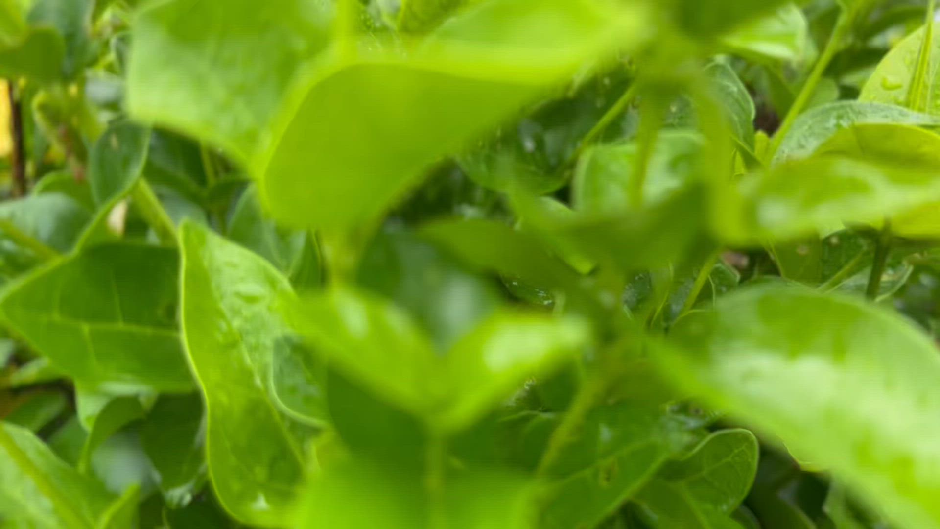 Introduction à Bali - 9 jours customer review video