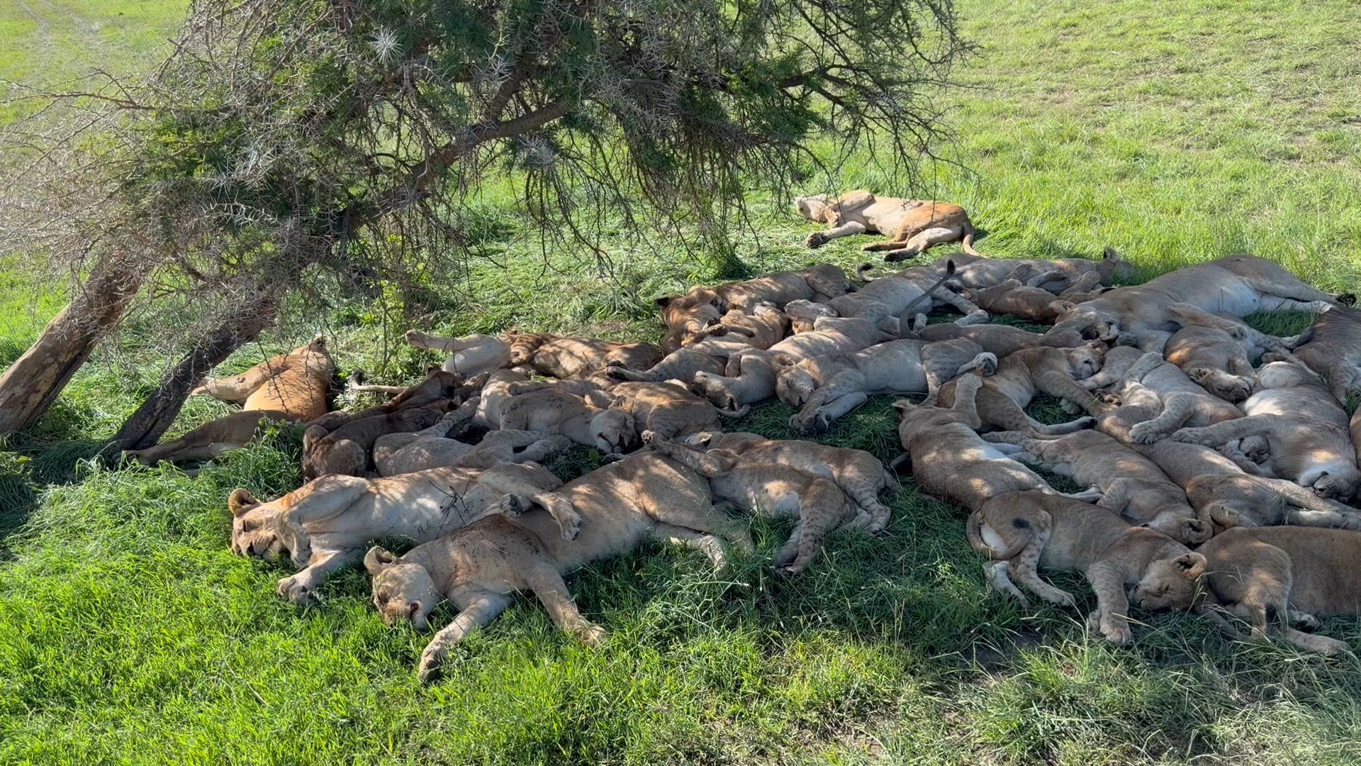 Safari classique Big Five en Tanzanie **Approche de voyage durable customer review video