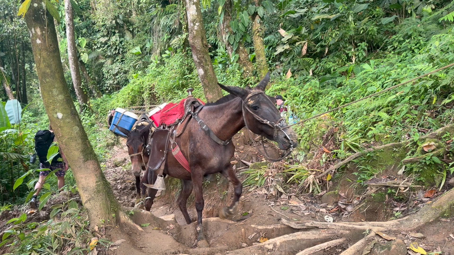 Colombie - Trekking dans la cité perdue customer review video