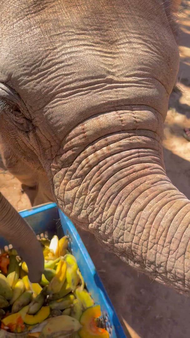 L'expérience de l'éléphant en Thaïlande : Protection des animaux, conservation et Trek dans la jungle customer review video