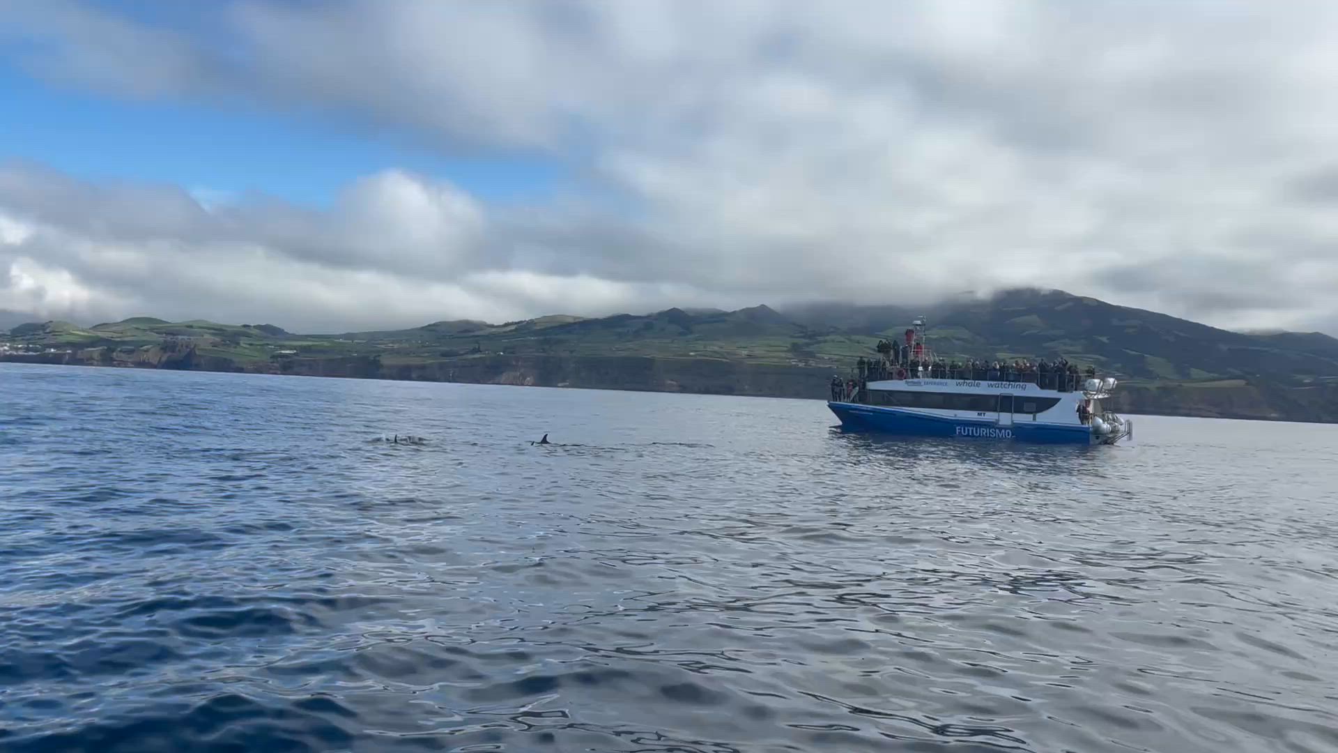 Azores Whale Watching Adventure: Discover the Giants of the Atlantic customer review video