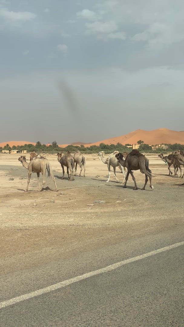 Circuit de 7 jours au Maroc depuis Tanger customer review video
