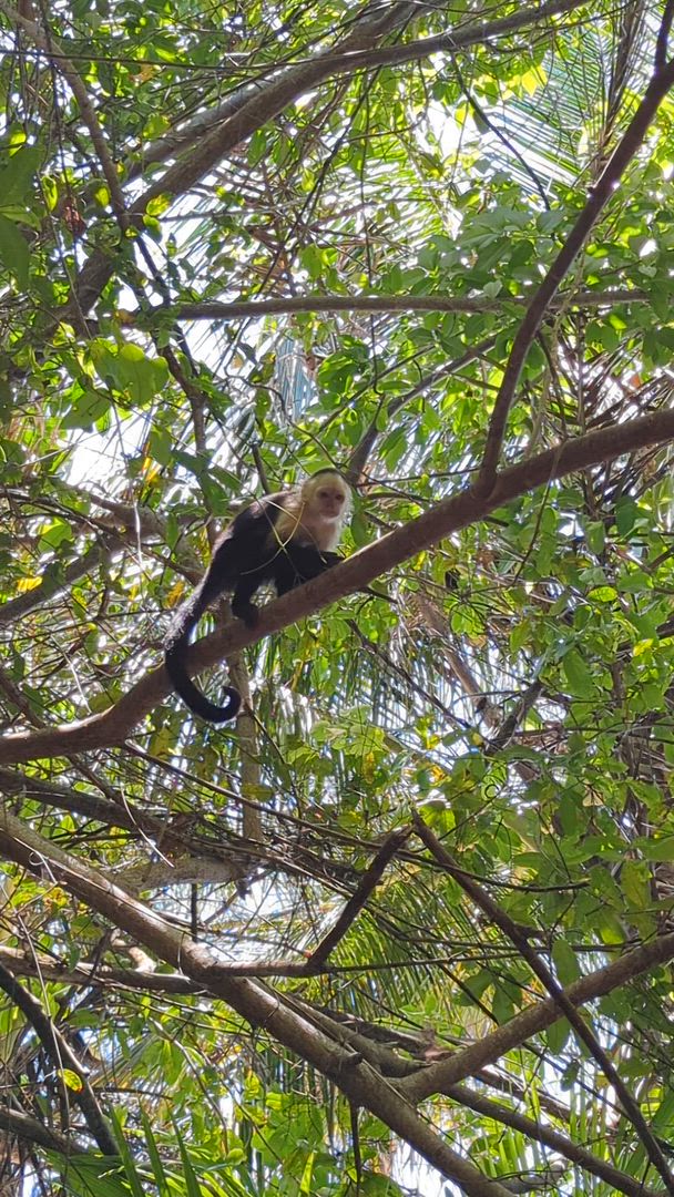 Vídeo de reseña del cliente sobre Volcanes, naturaleza y Caribe