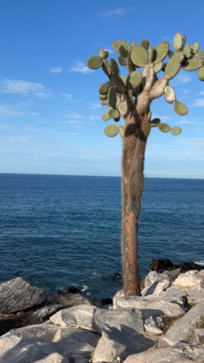 Trouvez votre circuit aux Îles Galapagos idéal. Nous avons 384 aventures à vous proposer aux Îles Galapagos durant entre une journée et 32 jours. Le mois le plus apprécié pour s'y rendre est Août, c'est-à-dire le mois qui compte le plus grand nombre de départs.