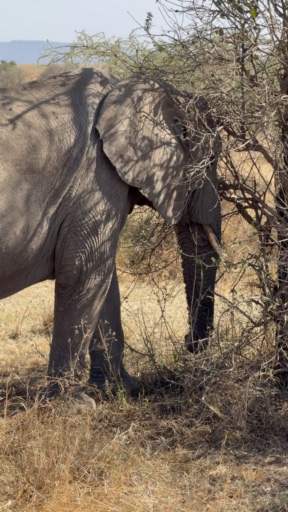 Trouvez votre Afrique circuit camping idéal. Vous avez le choix entre pas moins de 679 voyages durant entre une journée et 100 jours. Le mois comptant le plus grand nombre de départs est Décembre, ce qui en fait le moment le plus apprécié pour aller en Afrique.