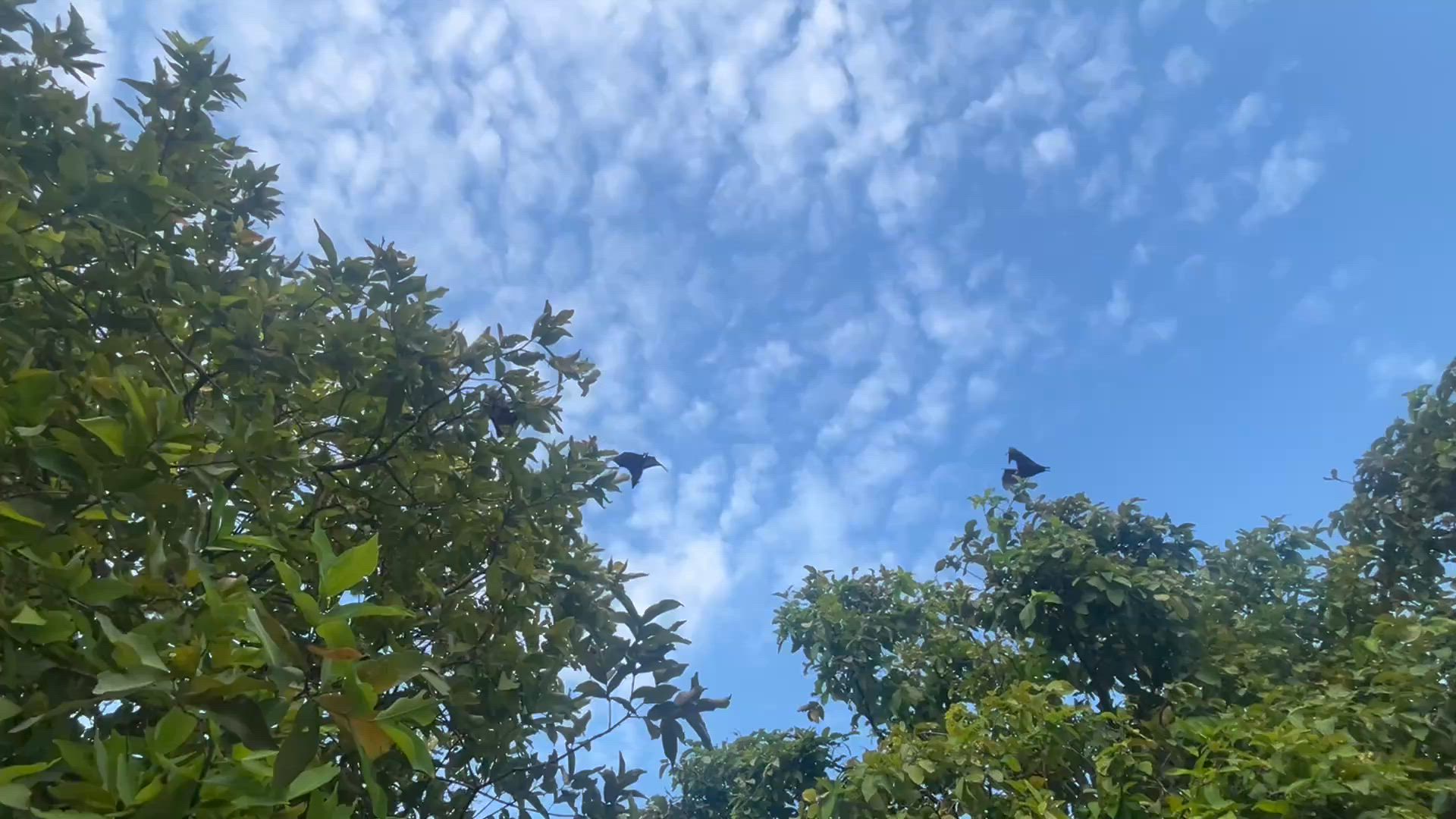 7N Maldives Sud Malé Local Island Hopping customer review video