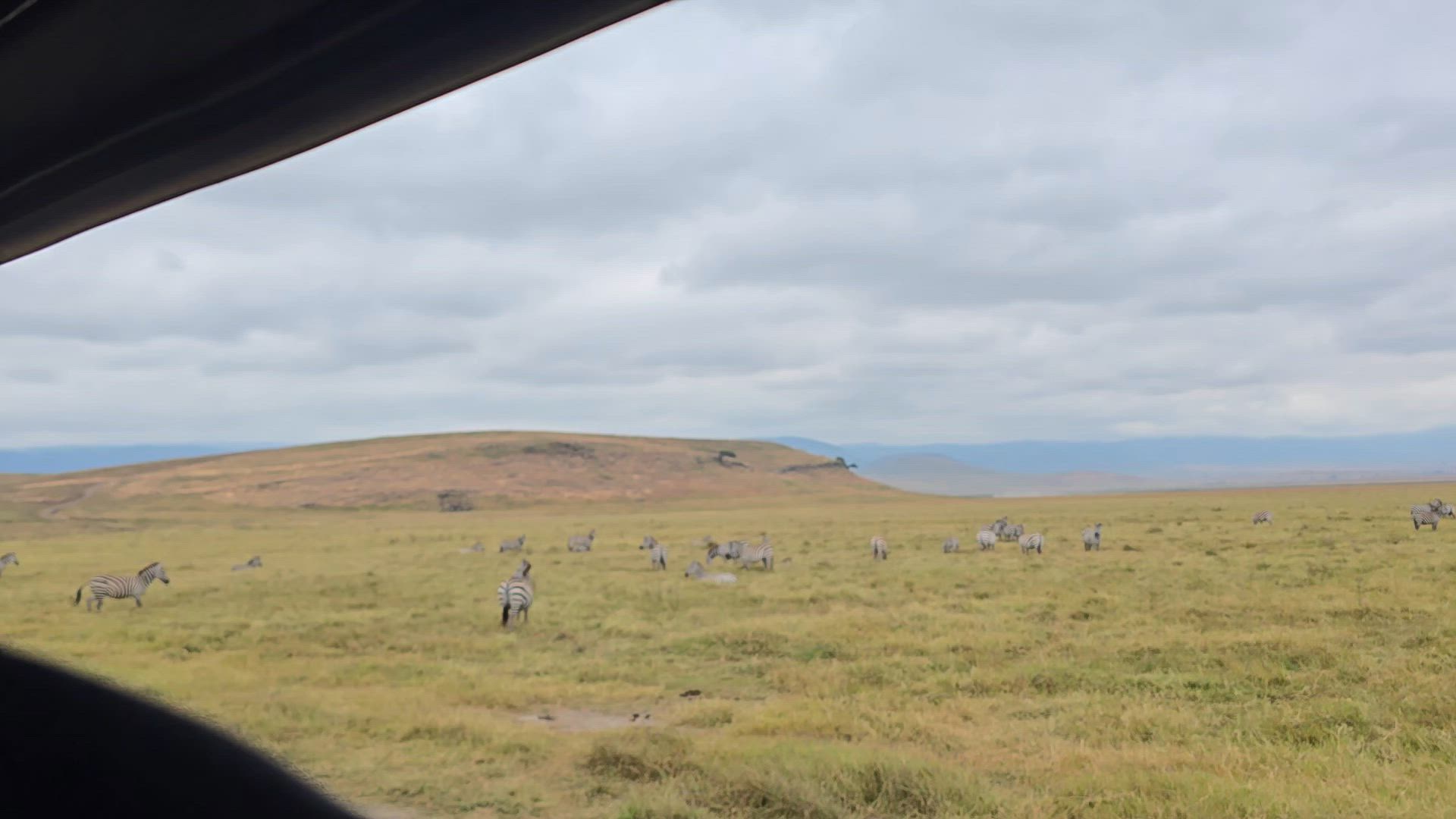 Safari classique Big Five en Tanzanie **Approche de voyage durable customer review video