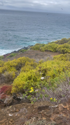 Stand before the giant tortoises, splash around with the sea lions at La Lobería, and paddle a kayak in the breathtaking Tortuga Bay, where unspoiled beaches and marine iguanas await. Hike the enormous Sierra Negra Volcano crater, or explore the Tintoreras Islet, a living testament to evolution, home to remarkable marine animals.