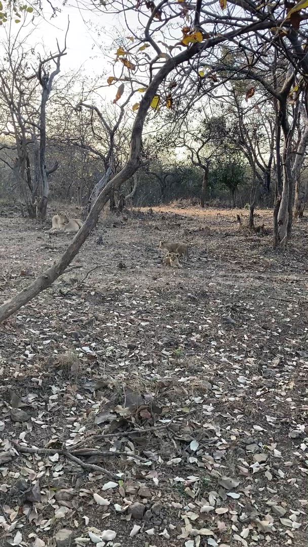 Vídeo de reseña del cliente sobre Safari por la India - leones asiáticos y tigres de Bengala