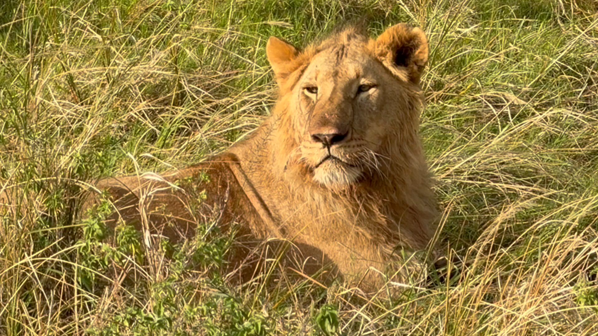The true heartbeat of Africa entices like nowhere else. Head off on a once-in-a-lifetime safari in Tanzania and sample fine wines in South Africa. Catch a ferry to Zanzibar and enjoy the beaches, visit stunning Lake Nakuru National Park in Kenya, and admire the Victoria Falls. In northern Africa, Egypt’s ancient temples and Morocco’s colorful souks await. Africa is one trip you’ll never forget.
