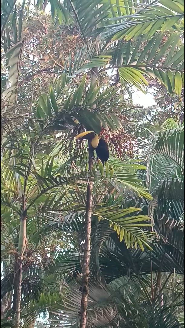 Vídeo de reseña del cliente sobre Expedición a la Jungla Tropical el Tortuguero - Estancia corta