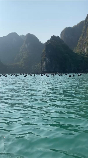 What if you discovered Halong Bay's grottos and caves, tasted delicious dishes on Hoi An foodie tours, and waved to locals at Cai Be floating markets? Challenge yourself to crawling through Cu Chi Tunnels, explore Siem Reap, catch the sunrise over Angkor Wat, and cruise scenic Hai Van Pass. Southern Vietnam beckons in all its glory.