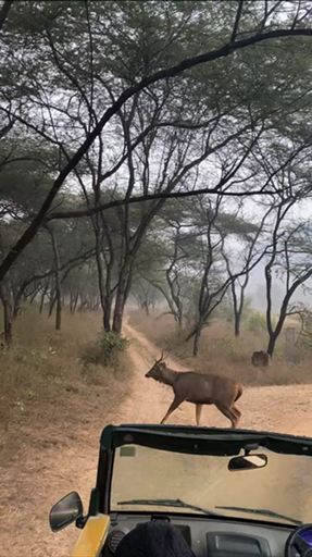 TourRadar ha seleccionado los mejores safaris en India. Hay 1342 viajes para elegir, visitando 5 diferentes países. Los circuitos duran entre un día y 51 días.