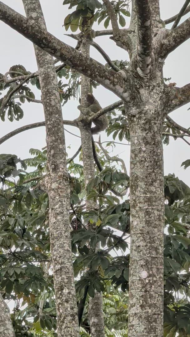 Quête de la Costa Rica customer review video