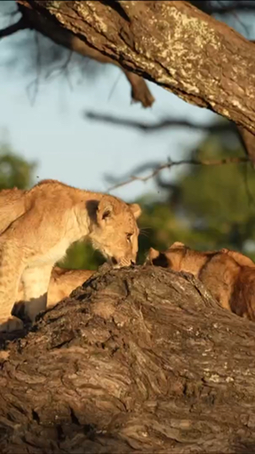 Trouvez votre circuit idéal en Tanzanie. Nous avons 1800 aventures à vous proposer en Tanzanie entre une journée et 24 jours. Le mois le plus apprécié pour s'y rendre est juin, c'est-à-dire le mois qui compte le plus grand nombre de départs.