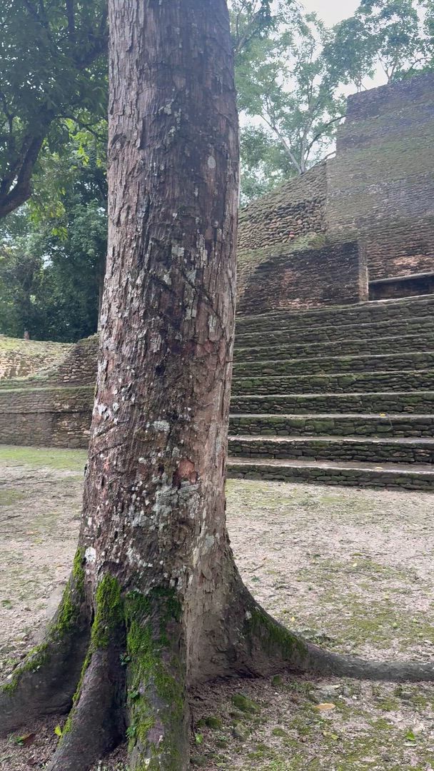 Terre de Belize et Tikal customer review video