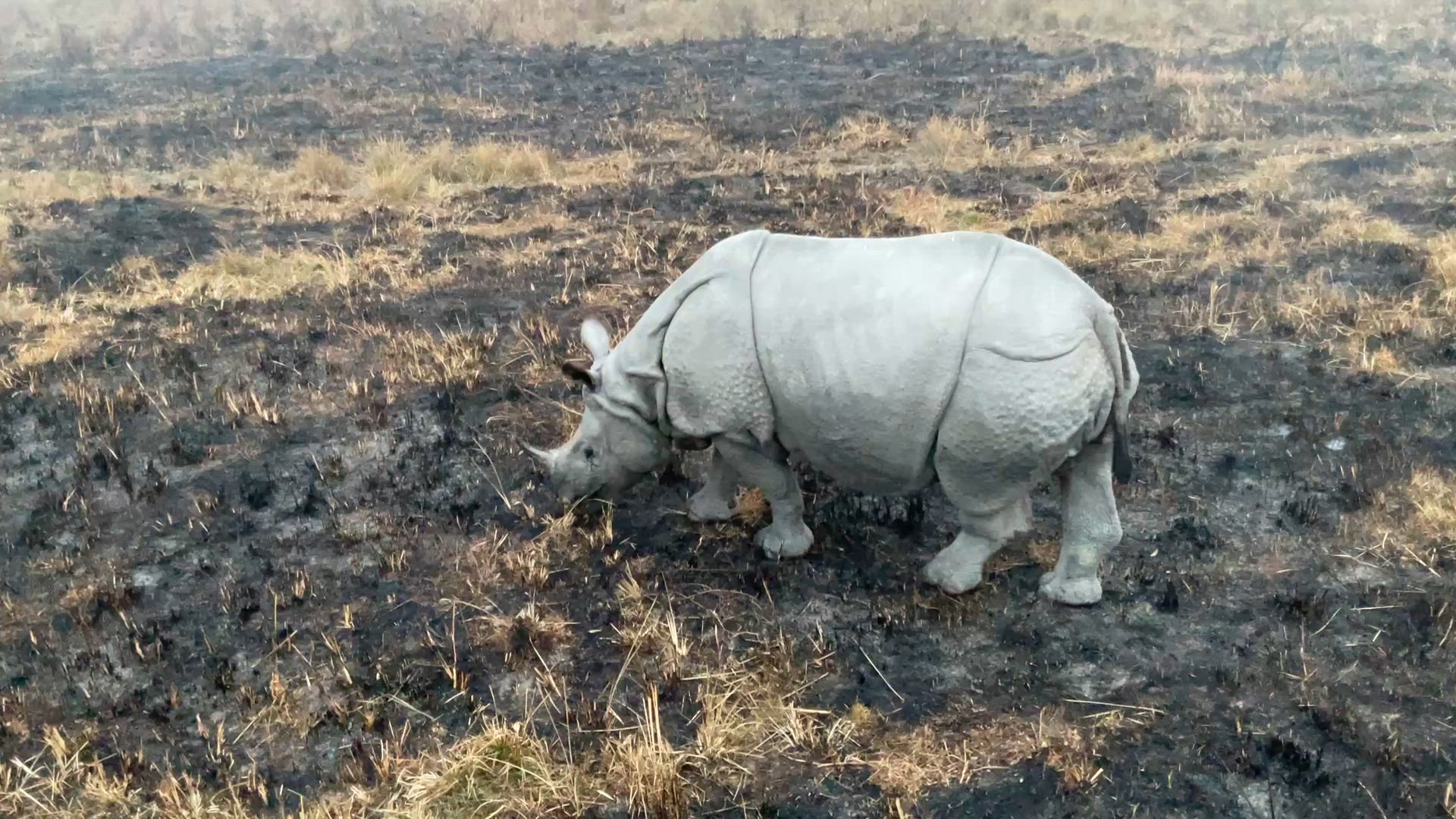 Vídeo de reseña del cliente sobre Viaje de 12 días al noreste de la India
