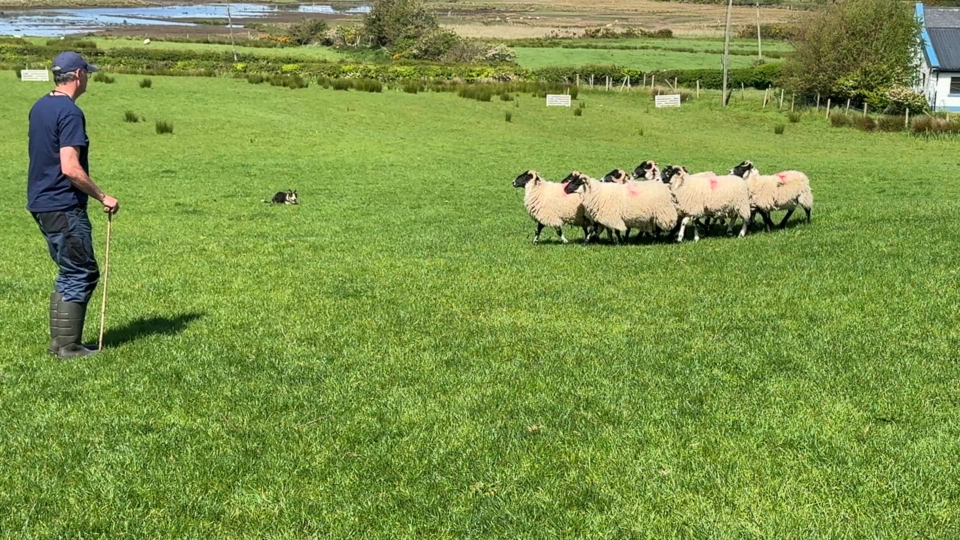 Circuit en petit groupe de 10 jours en Irlande customer review video