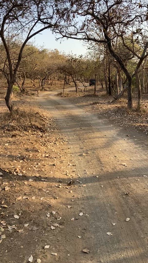 Vídeo de reseña del cliente sobre Safari por la India - leones asiáticos y tigres de Bengala