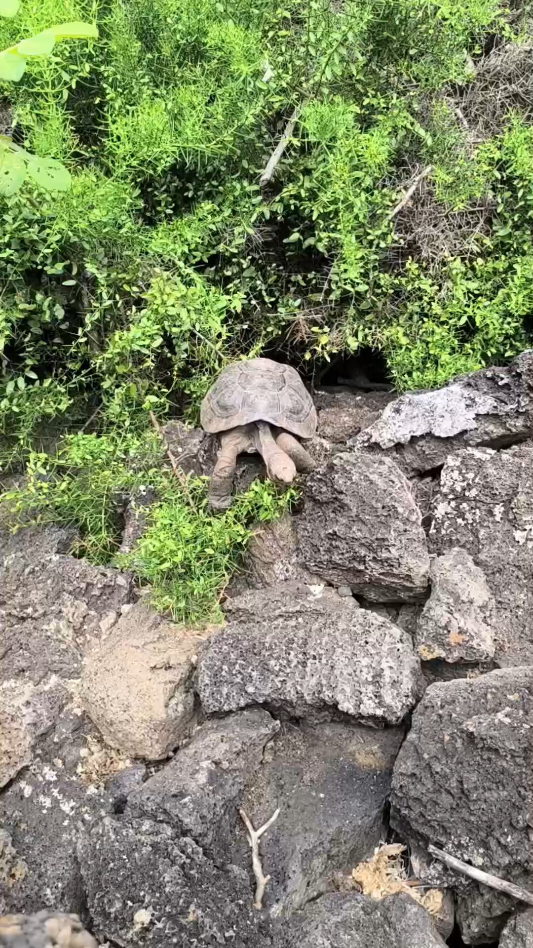 Trouvez votre circuit aux Îles Galapagos idéal. Nous avons 383 aventures à vous proposer aux Îles Galapagos durant entre une journée et 32 jours. Le mois le plus apprécié pour s'y rendre est Août, c'est-à-dire le mois qui compte le plus grand nombre de départs.