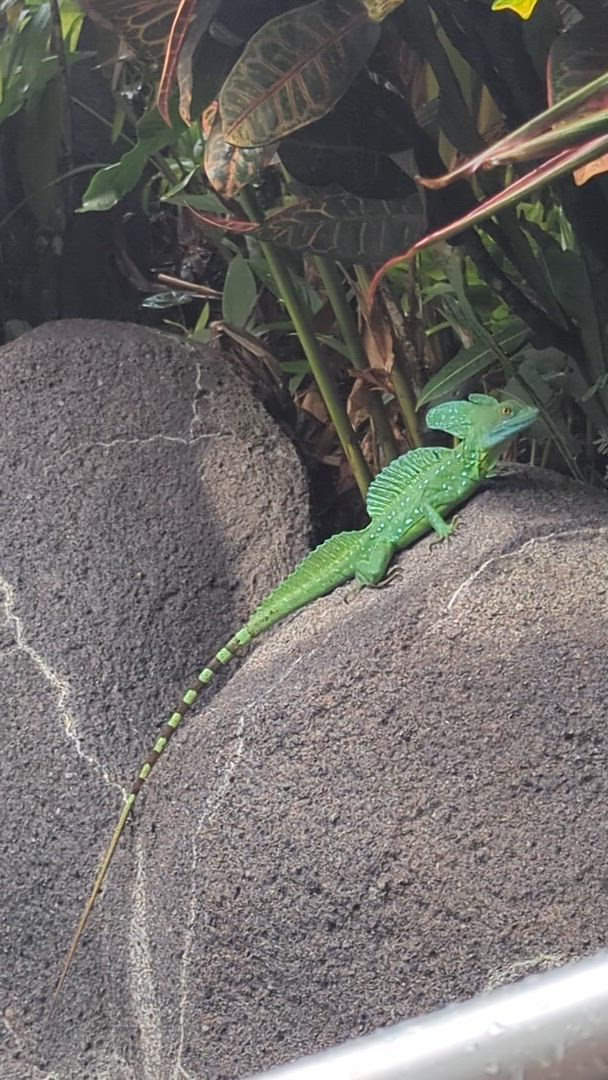 Vídeo de reseña del cliente sobre Volcanes, naturaleza y Caribe