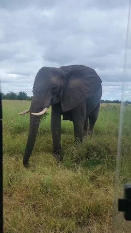 Big Five Classic Safari in Tanzania **Sustainable Approach to Travel Tour