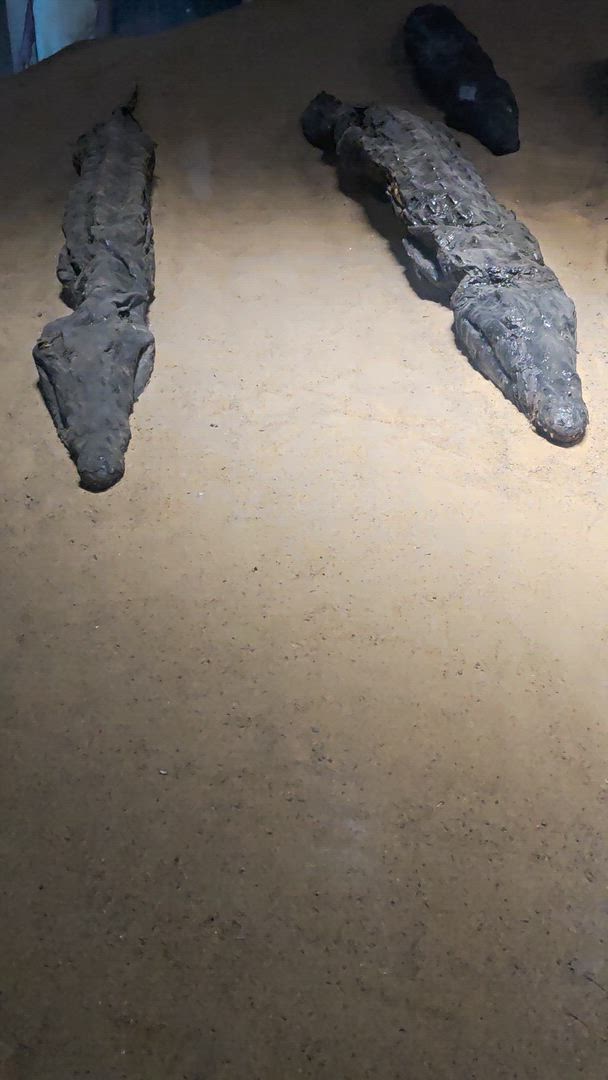 Trouvez votre circuit idéal en Égypte. Nous avons 1846 aventures à vous proposer en Égypte entre une journée et 30 jours. Le mois le plus apprécié pour s'y rendre est septembre, c'est-à-dire le mois qui compte le plus grand nombre de départs.