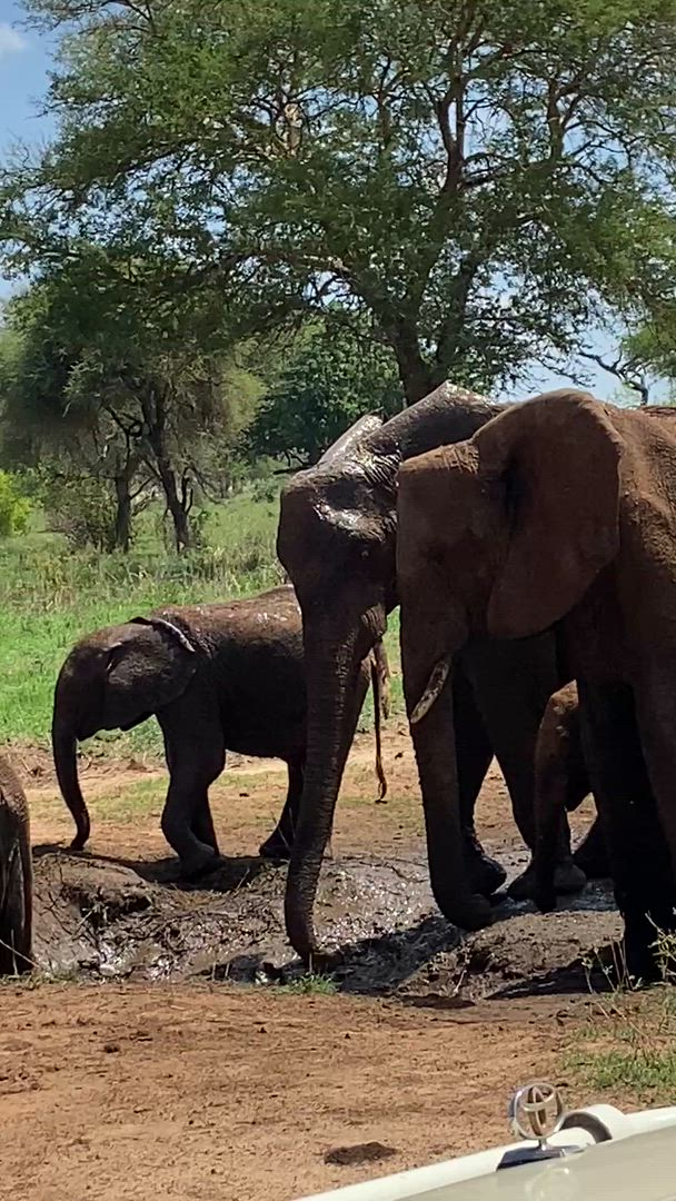 Safari classique Big Five en Tanzanie **Approche de voyage durable customer review video