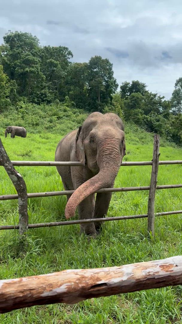 Could you imagine Chiang Mai mixing culture with nature in ways that actually get people coming back? Doi Suthep Temple sits up on this hill where the craftsmanship meets genuine spiritual tradition. Elephant sanctuaries around town let you feed them, help out during bath time, just watch these animals doing their thing. Northern Thailand's Chiang Mai combines temple heritage with mountain surroundings across the whole region.