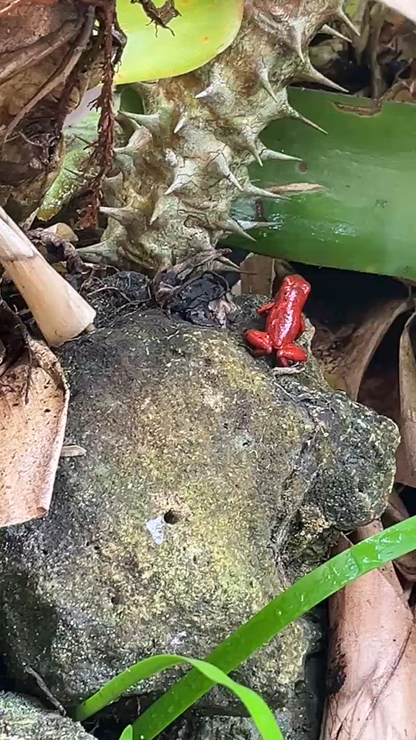 Encuentra el circuito adecuado para ti en Costa Rica. Tenemos 327 aventuras en Costa Rica, empezando desde un día de duración, y el circuito más largo de 18 días.