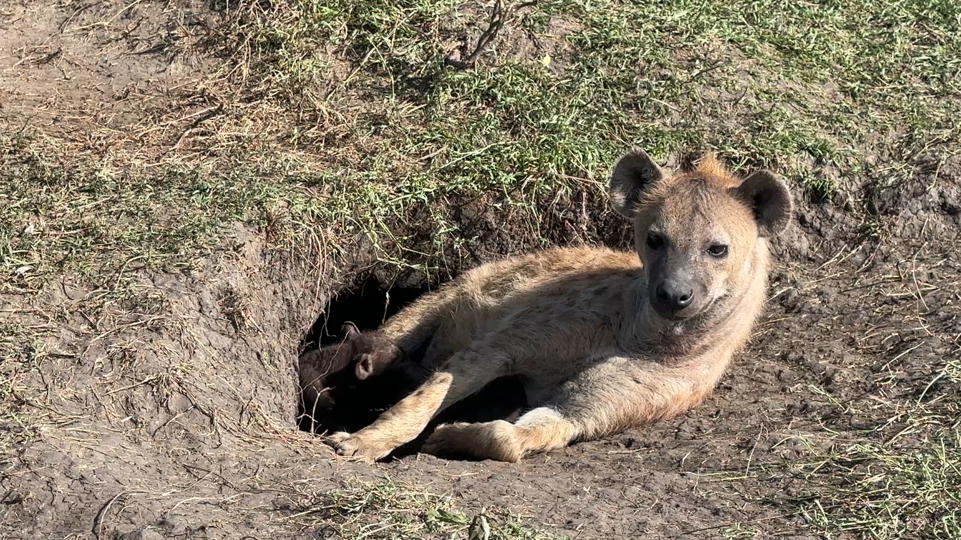 Vídeo de reseña del cliente sobre Asequible Safari de Lujo de 3 Días en Masai Mara, Kenia - Con Noche Gratis en Hotel de Nairobi