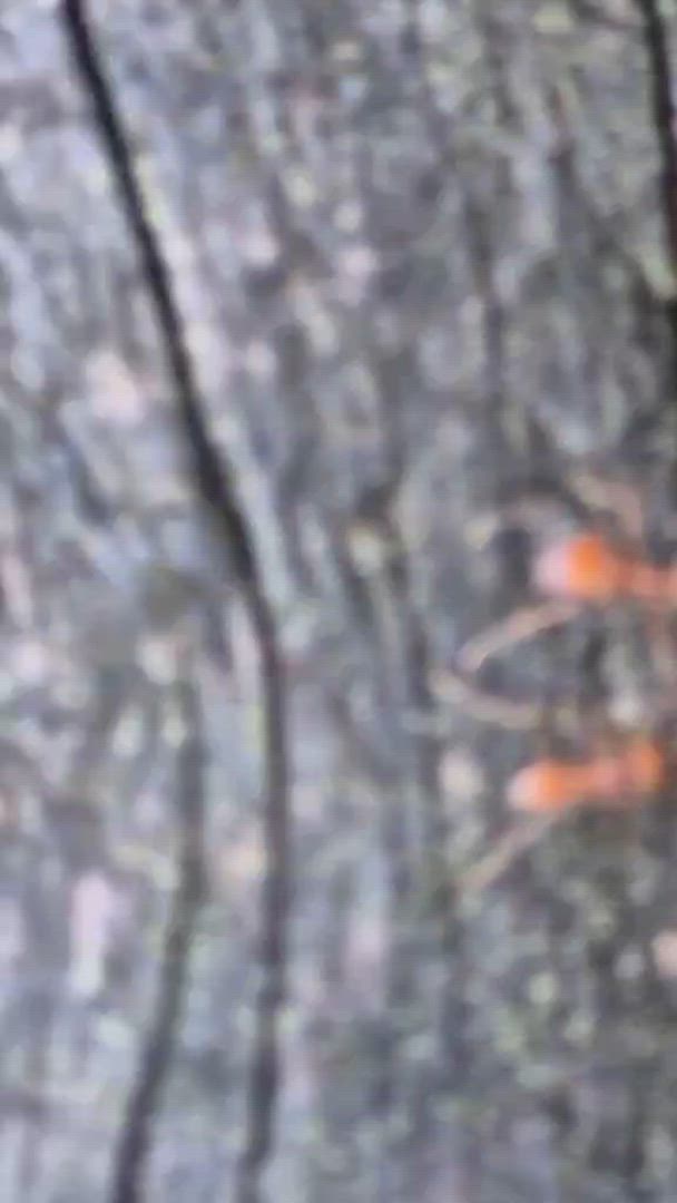 Quête de la Costa Rica customer review video