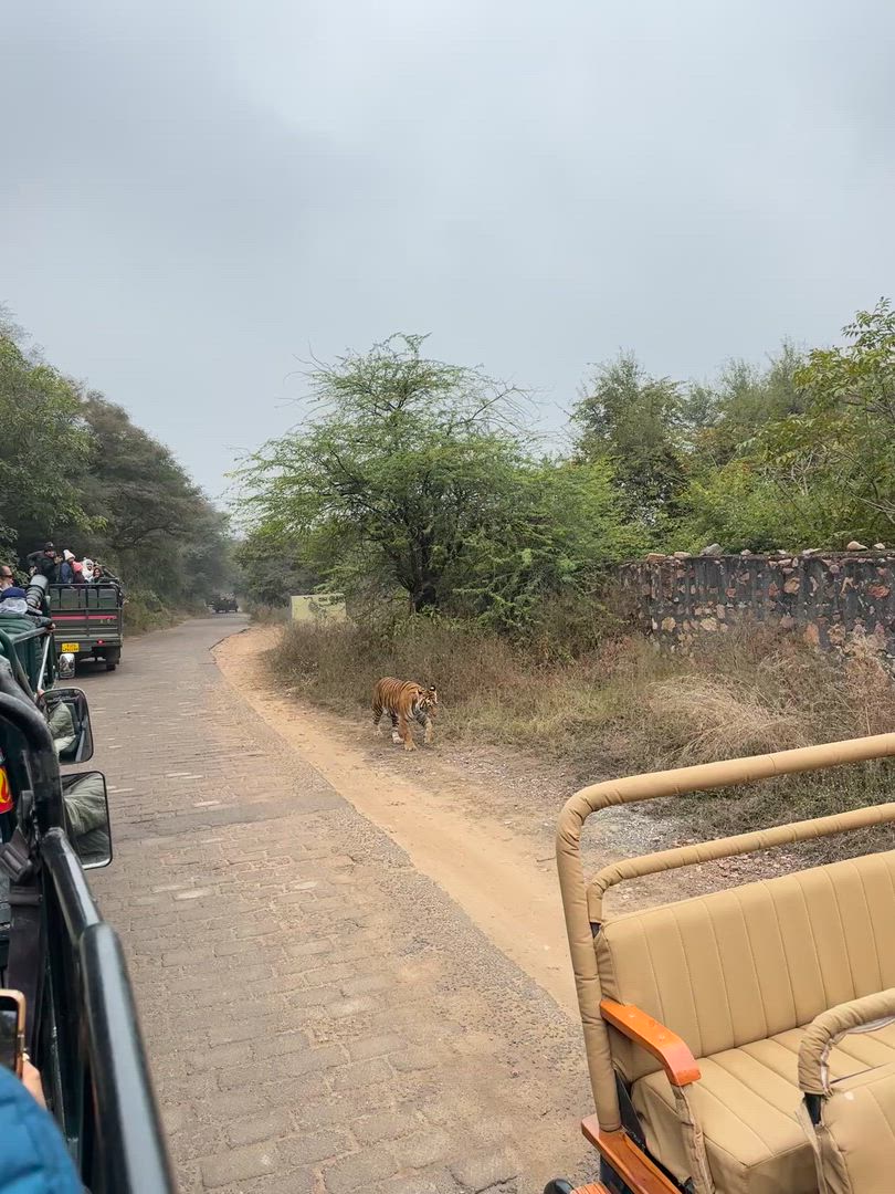 Adventures Ranthambore Wildlife Safari Tour avec l'Inde du Nord complète 15 jours customer review video