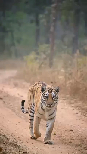 Trouvez votre Inde circuit faune idéal. Vous avez le choix entre pas moins de 206 voyages durant entre 2 et 28 jours. Le mois comptant le plus grand nombre de départs est Novembre, ce qui en fait le moment le plus apprécié pour aller en Inde.