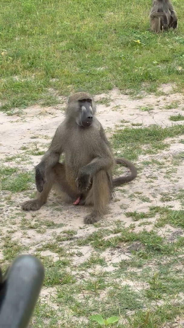 Le meilleur de l'Afrique du Sud customer review video