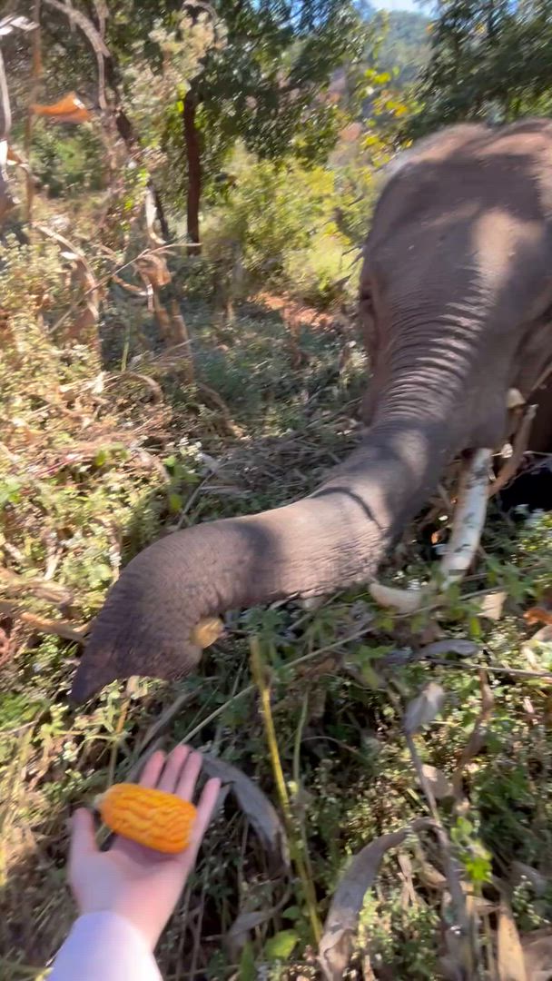 L'expérience de l'éléphant en Thaïlande : Protection des animaux, conservation et Trek dans la jungle customer review video