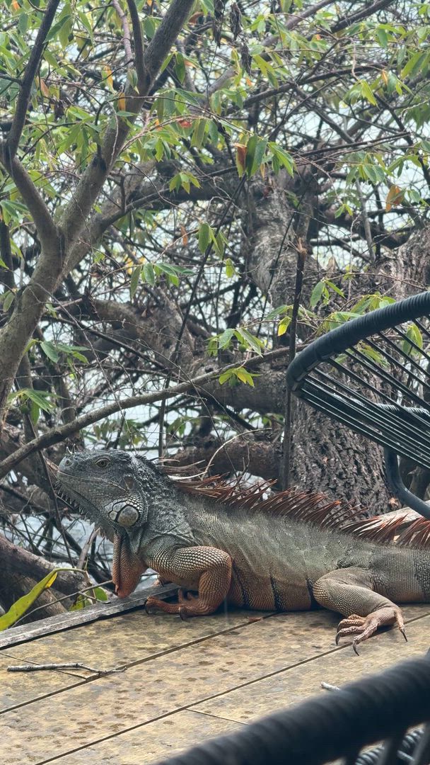 Intro sur l'Amérique centrale customer review video