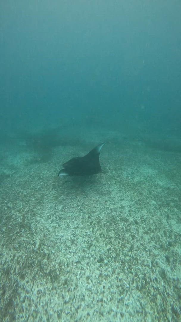 Trouvez votre circuit idéal en Indonésie. Nous avons 433 aventures à vous proposer en Indonésie entre 2 et 30 jours. Le mois le plus apprécié pour s'y rendre est septembre, c'est-à-dire le mois qui compte le plus grand nombre de départs.