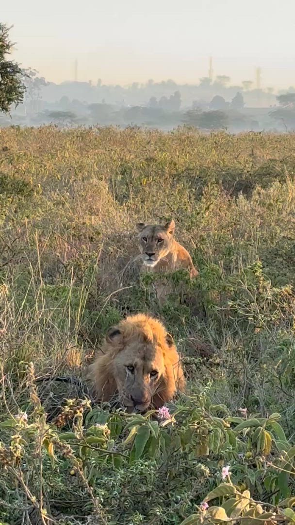 Safari en groupe de 7 jours au Kenya : Masai Mara, lac Nakuru, lac Naivasha et Amboseli vidéo d'avis client