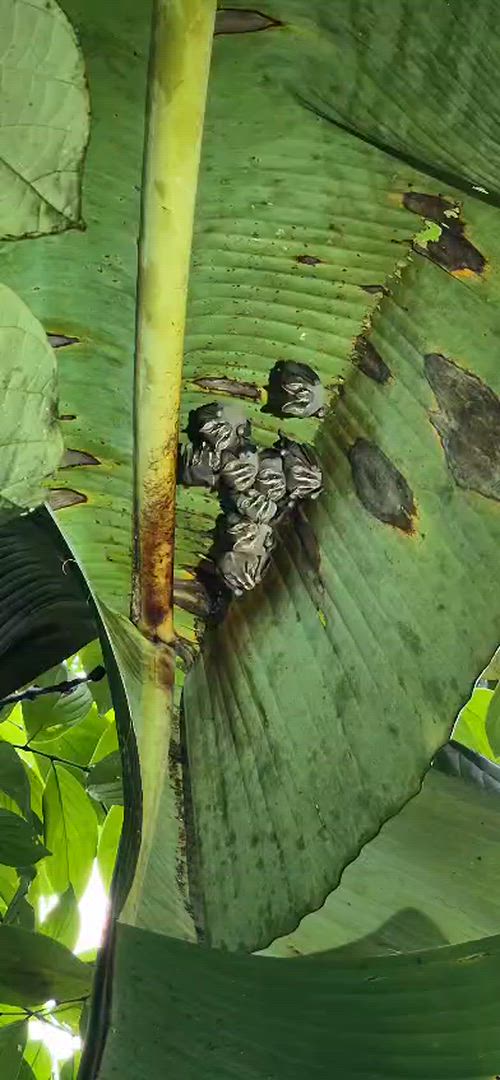 Mittelamerika Rundreise customer review video