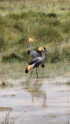 Trouvez votre circuit idéal au Kenya. Nous avons 1037 aventures à vous proposer au Kenya entre une journée et 28 jours.