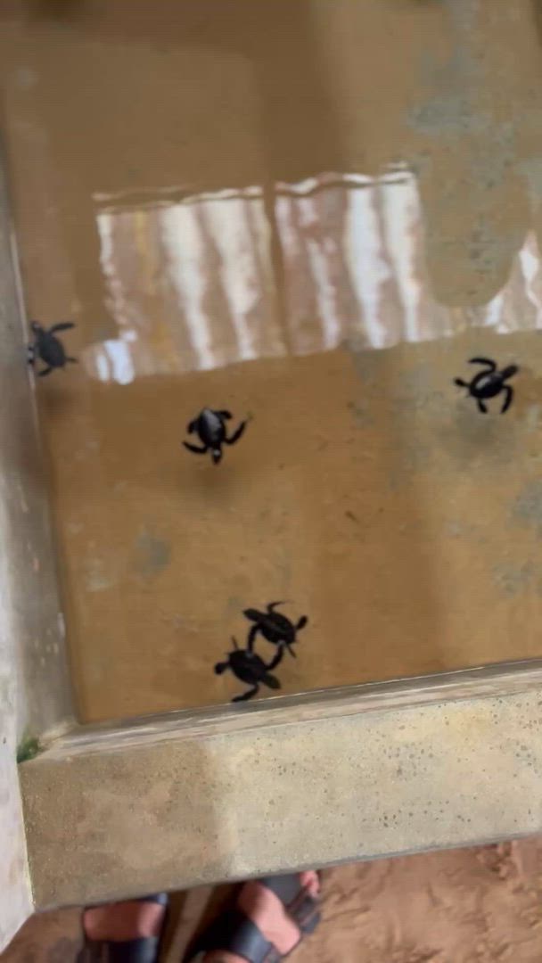 Splendeur du Sri Lanka - (Circuit de 8 jours et 7 nuits au Sri Lanka) customer review video