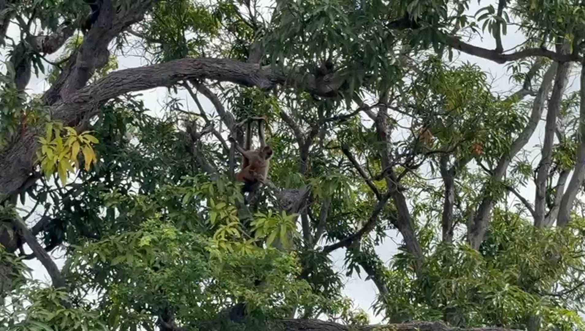 Mittelamerika Rundreise customer review video