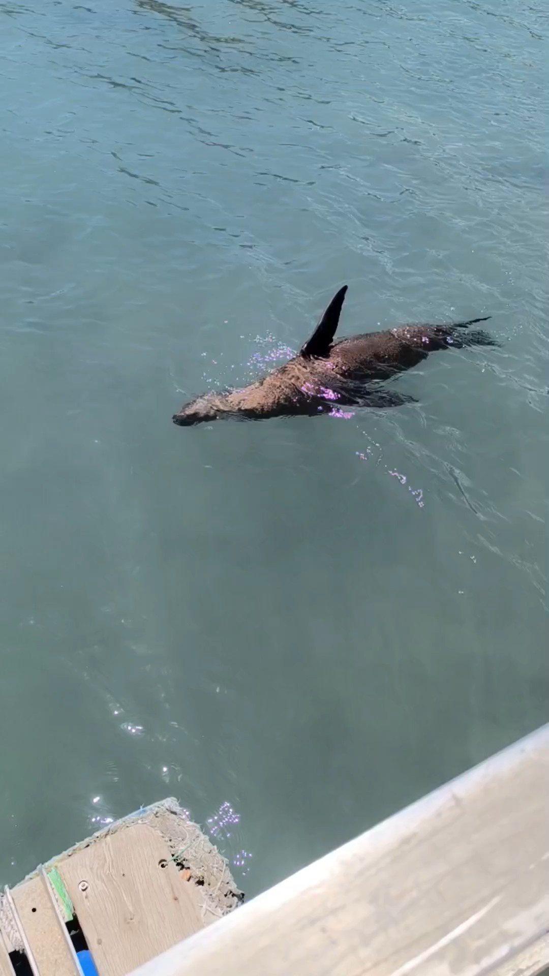 Trouvez votre circuit aux Îles Galapagos idéal. Nous avons 383 aventures à vous proposer aux Îles Galapagos durant entre une journée et 32 jours. Le mois le plus apprécié pour s'y rendre est Août, c'est-à-dire le mois qui compte le plus grand nombre de départs.