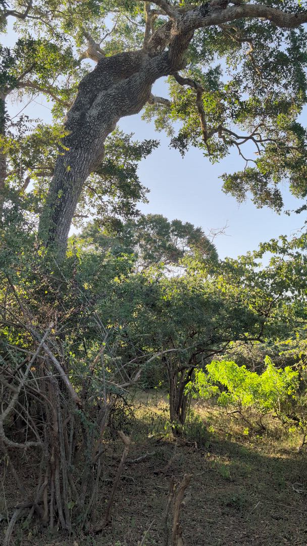 video met klantbeoordeling van 6-daagse rondreis in Sri Lanka - Upgrade naar privérondreis beschikbaar