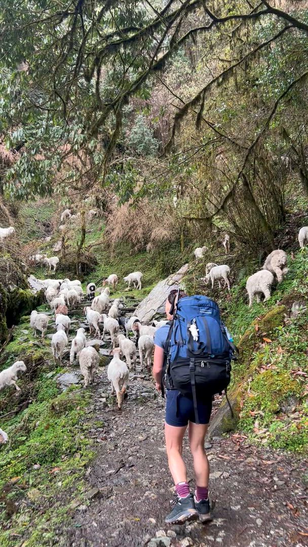 Trouvez votre circuit aux Montagnes de l'Himalaya idéal. Nous avons 4043 aventures à vous proposer aux Montagnes de l'Himalaya durant entre 3 et 66 jours. Le mois le plus apprécié pour s'y rendre est Mai, c'est-à-dire le mois qui compte le plus grand nombre de départs.