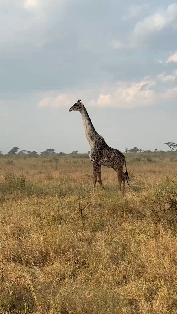 Safari classique Big Five en Tanzanie **Approche de voyage durable customer review video