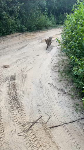 Trouvez votre Asie Safari idéal. Vous avez le choix entre pas moins de 370 voyages durant entre une journée et 26 jours. Le mois comptant le plus grand nombre de départs est Mai, ce qui en fait le moment le plus apprécié pour aller en Asie.