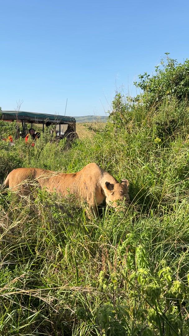 Trouvez votre Kenya Safari idéal. Vous avez le choix entre pas moins de 861 voyages durant entre une journée et 21 jours. Le mois comptant le plus grand nombre de départs est Octobre, ce qui en fait le moment le plus apprécié pour aller en Kenya.